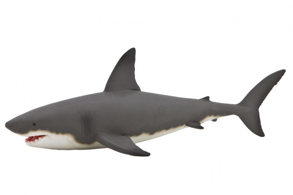Bull Shark Background PNG Image