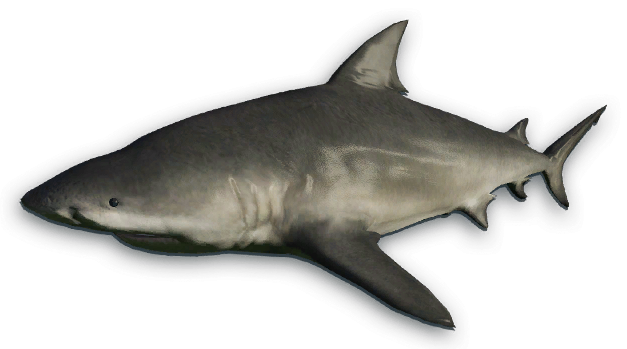 Bull Shark PNG Pic Background