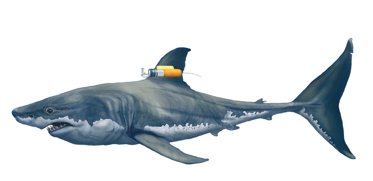 Bull Shark Transparent Background