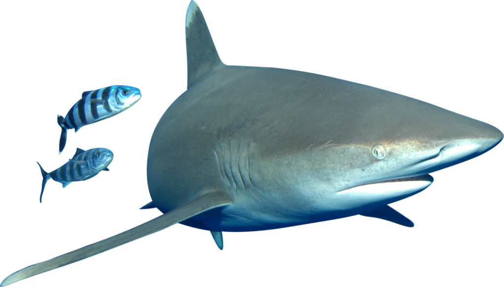 Bull Shark Transparent File