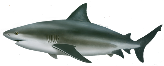 Bull Shark Transparent Free PNG