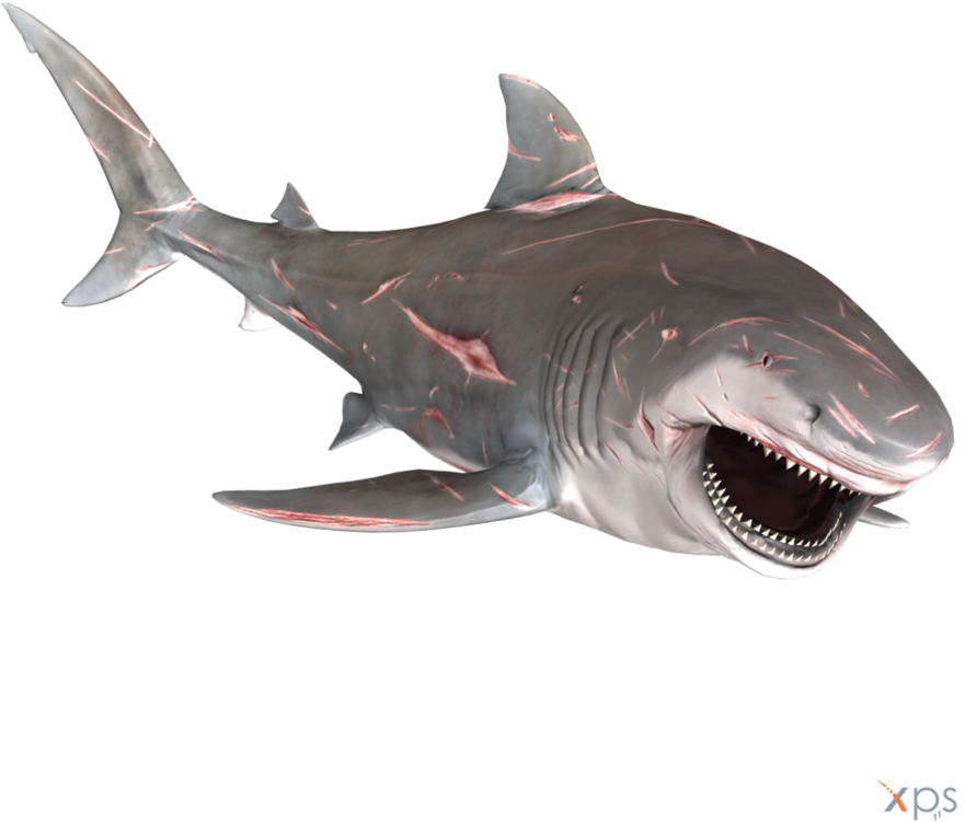 Bull Shark Transparent Image