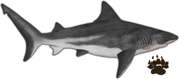 Bull Shark Transparent Images