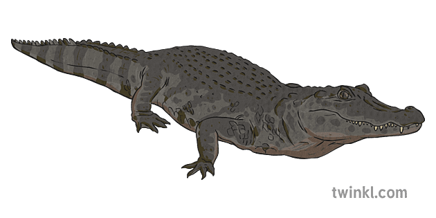 Caiman PNG Background
