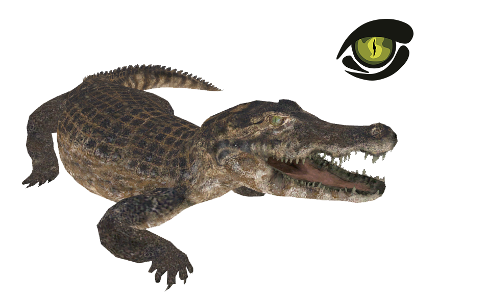Caiman PNG Images HD