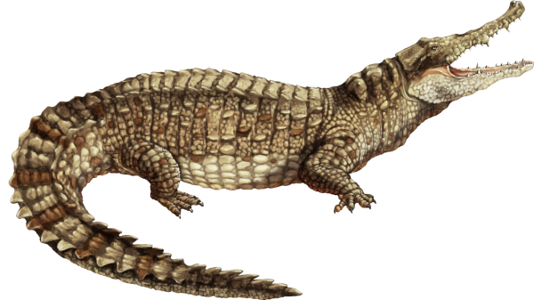Caiman PNG Pic Background