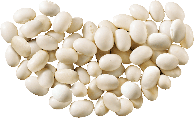 Cannellini Beans PNG Clipart Background