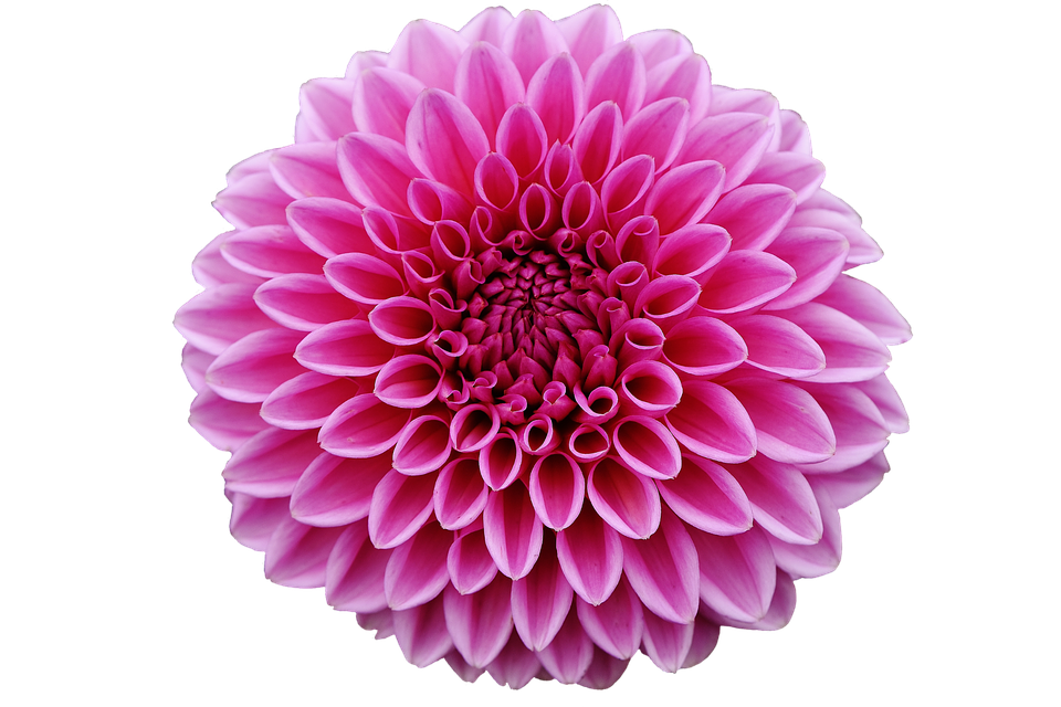 Dahlias Download Free PNG