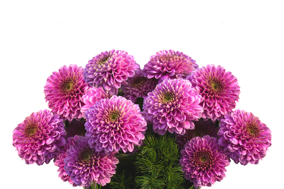 Dahlias Free Picture PNG