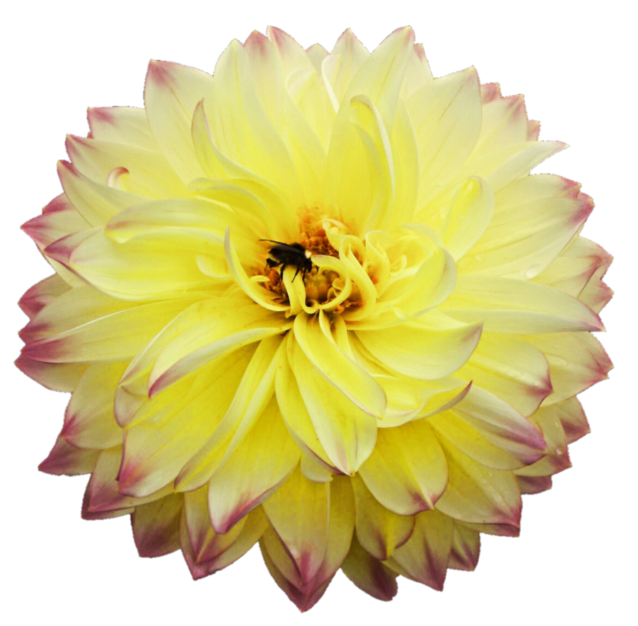 Dahlias PNG Pic Background