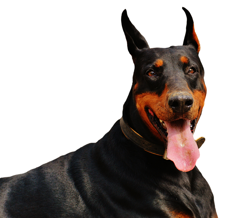 Doberman Free Picture PNG