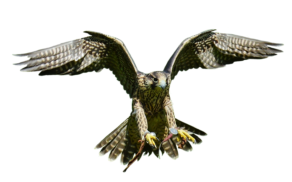 Falcons Photos PNG
