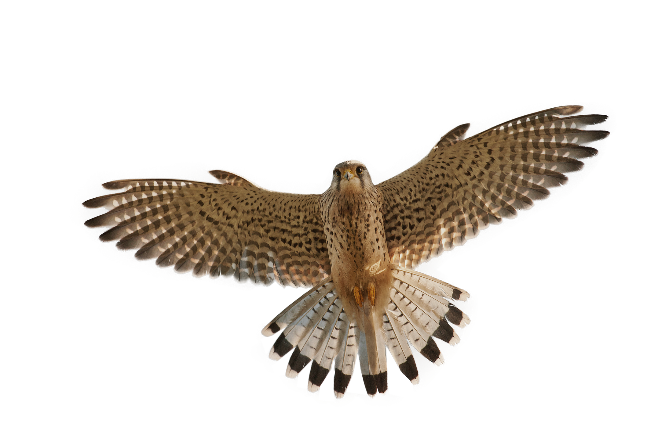 Falcons Transparent Free PNG