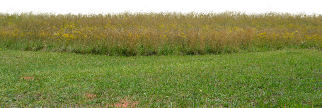 Field PNG Pic Background