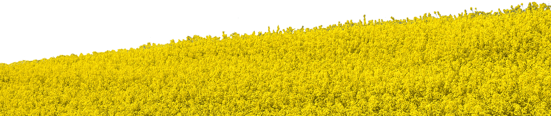 Field Transparent Free PNG