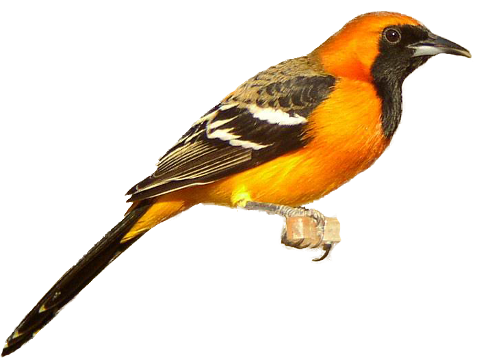 Finch Background PNG