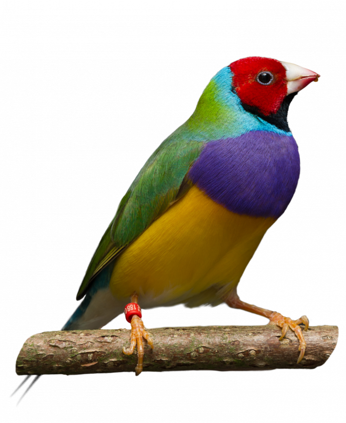 Finch Free Picture PNG