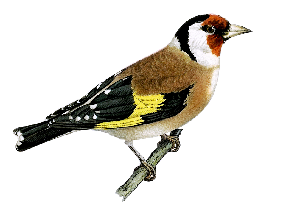 Finch Photos PNG