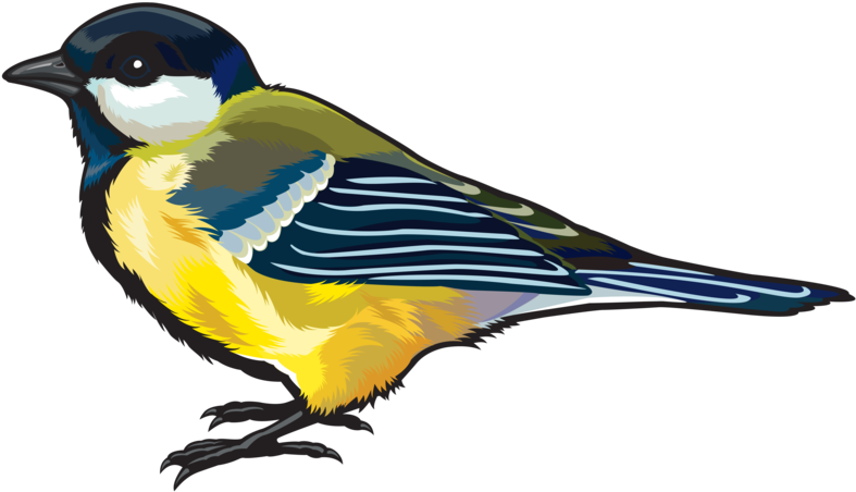 Finch Transparent Background PNG