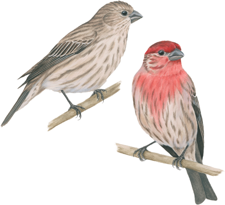 Finch Transparent Free PNG