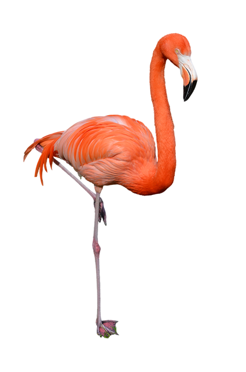 Flamingos Background PNG