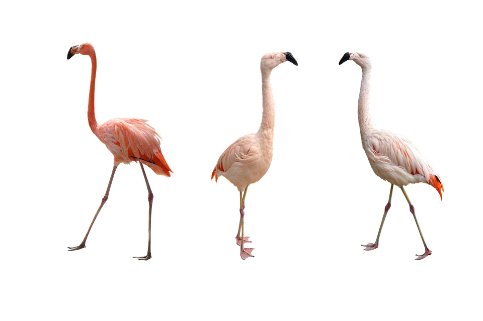 Flamingos Images HD PNG