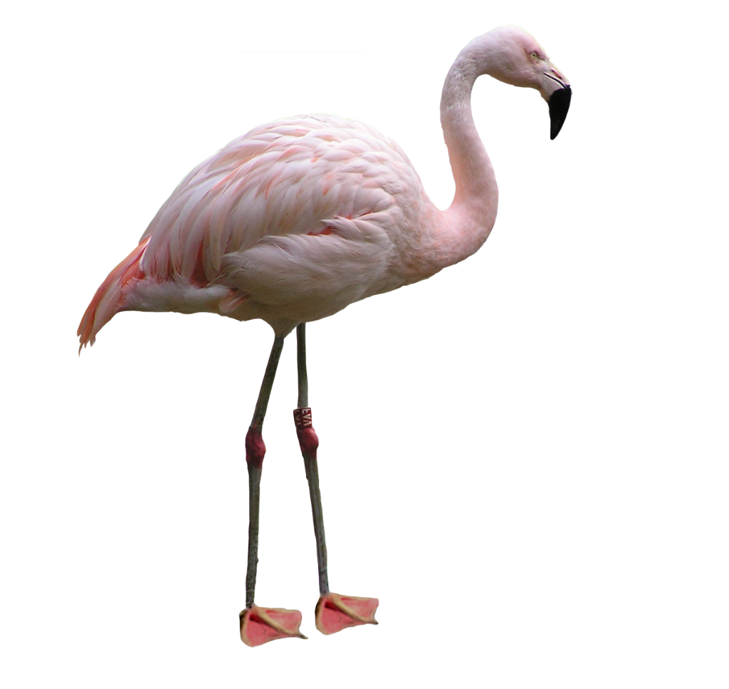Flamingos Photo Image PNG