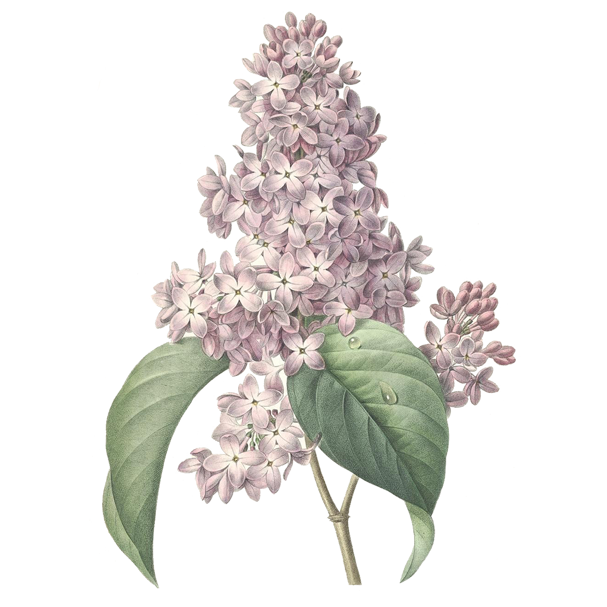 Flower Aesthetic PNG HD Quality