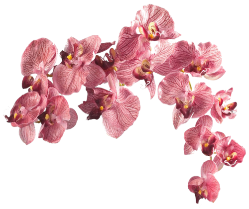 Flower Aesthetic PNG Photo Image