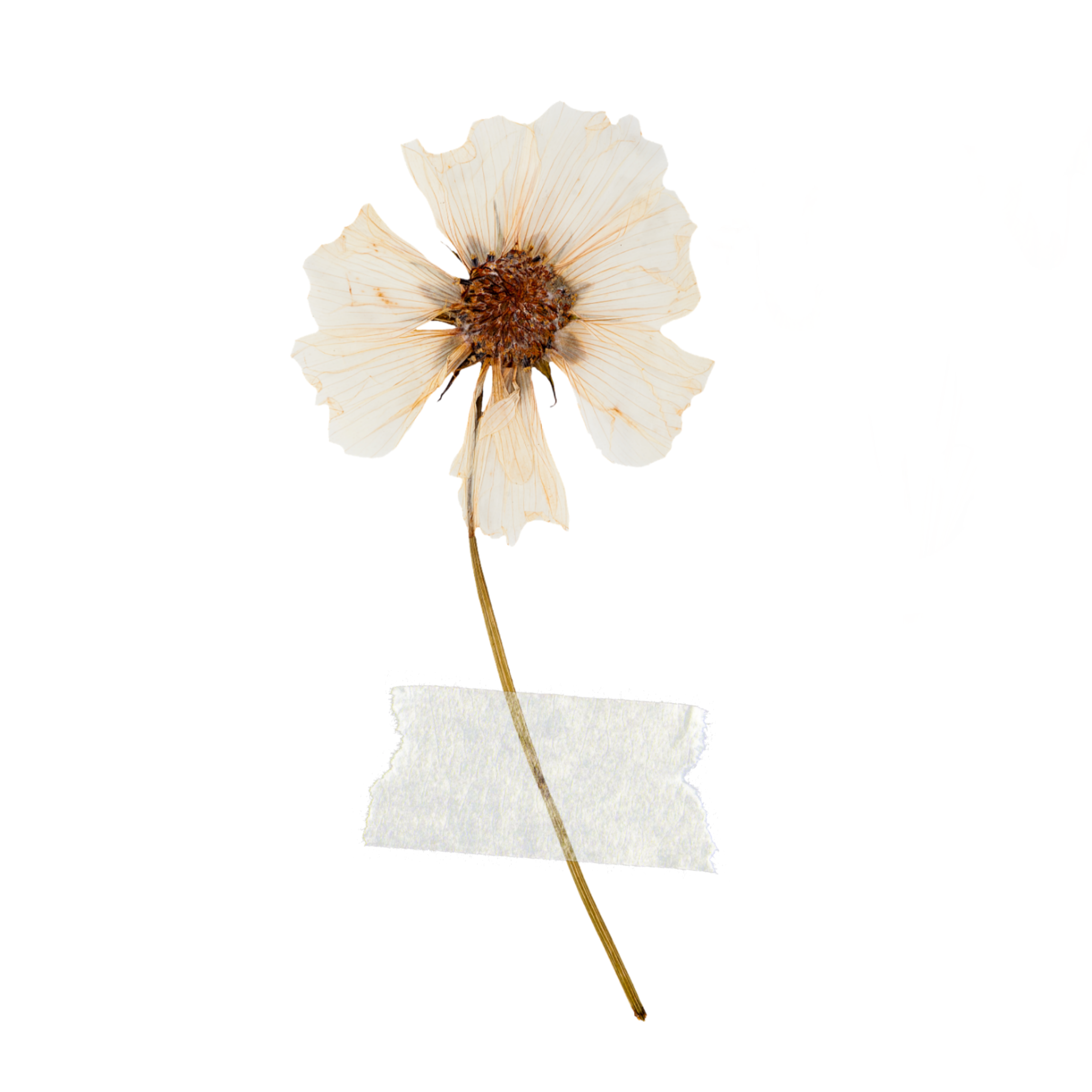 Flower Aesthetic Transparent Background