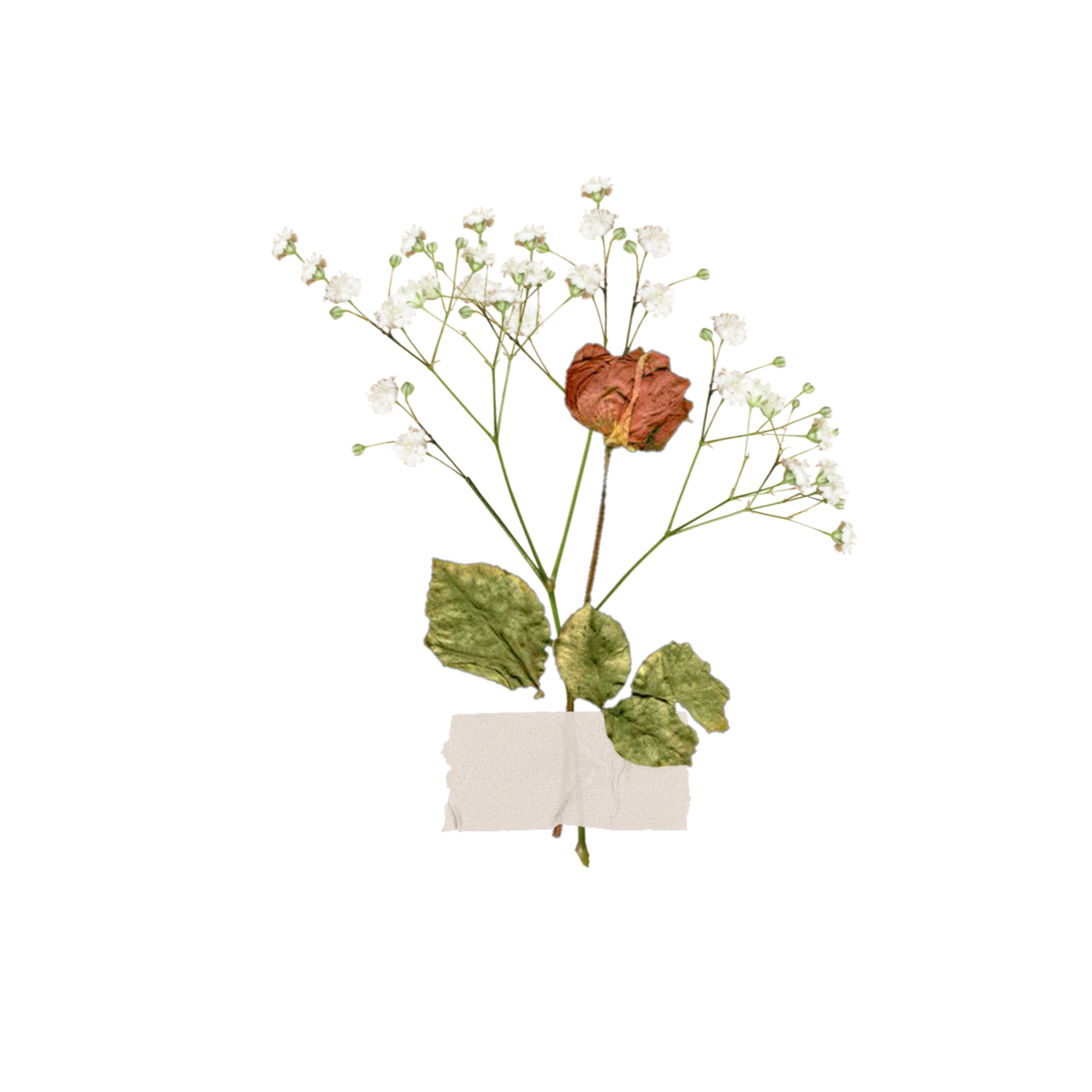 Flower Aesthetic Transparent Image