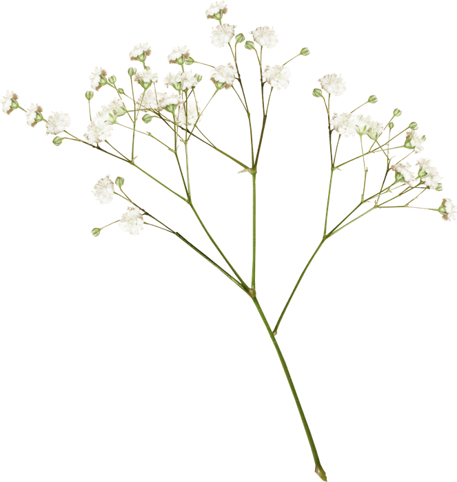 Flower Aesthetic Transparent Images