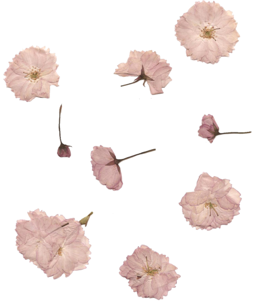 Flower Aesthetic Transparent PNG