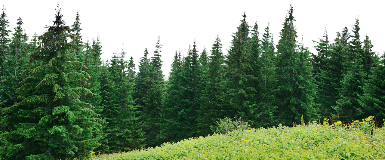 Forest Background PNG