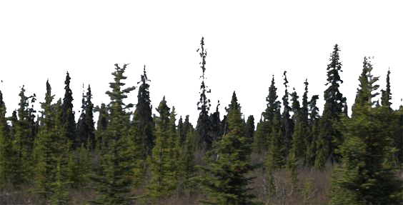 Forest Download Free PNG