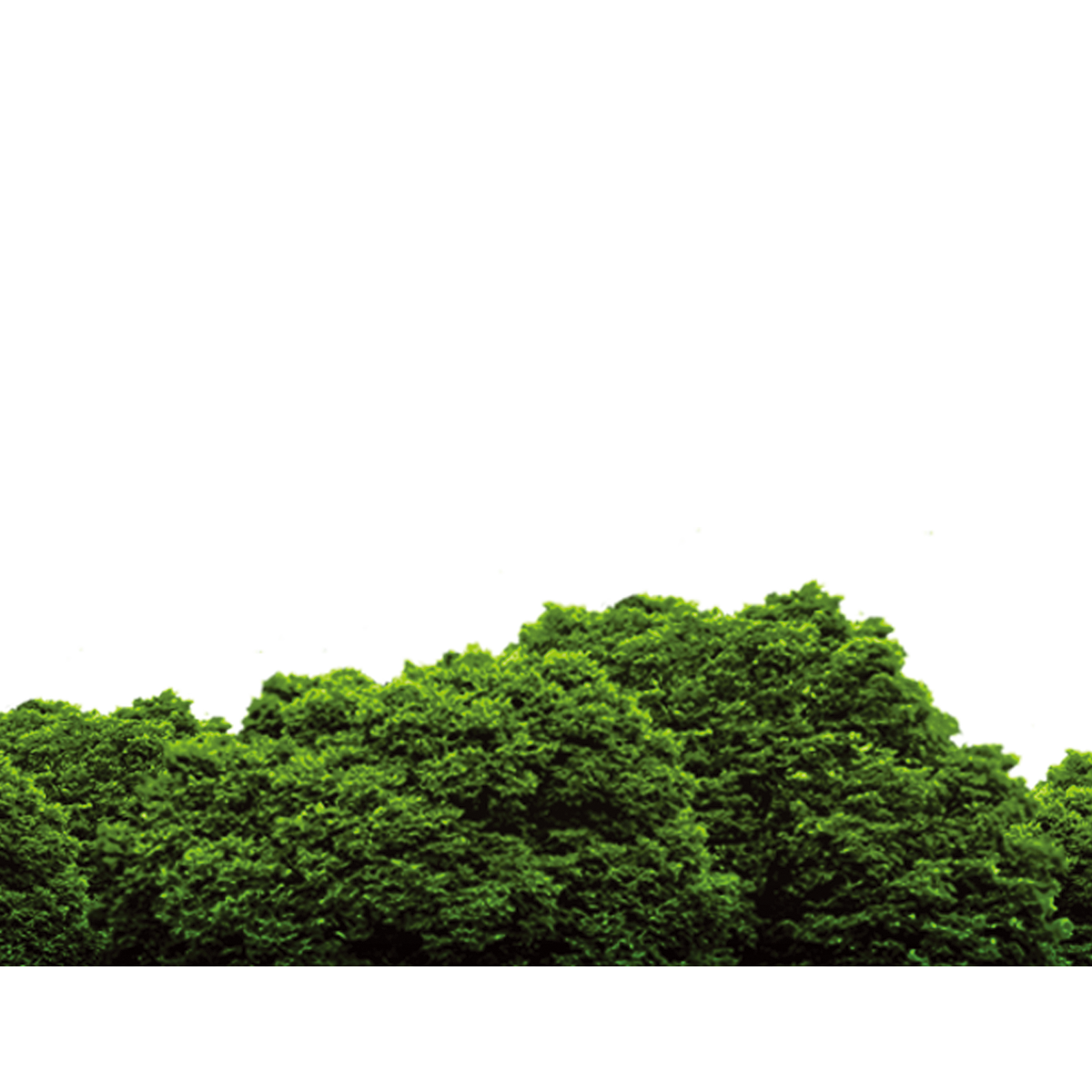 Forest PNG Background