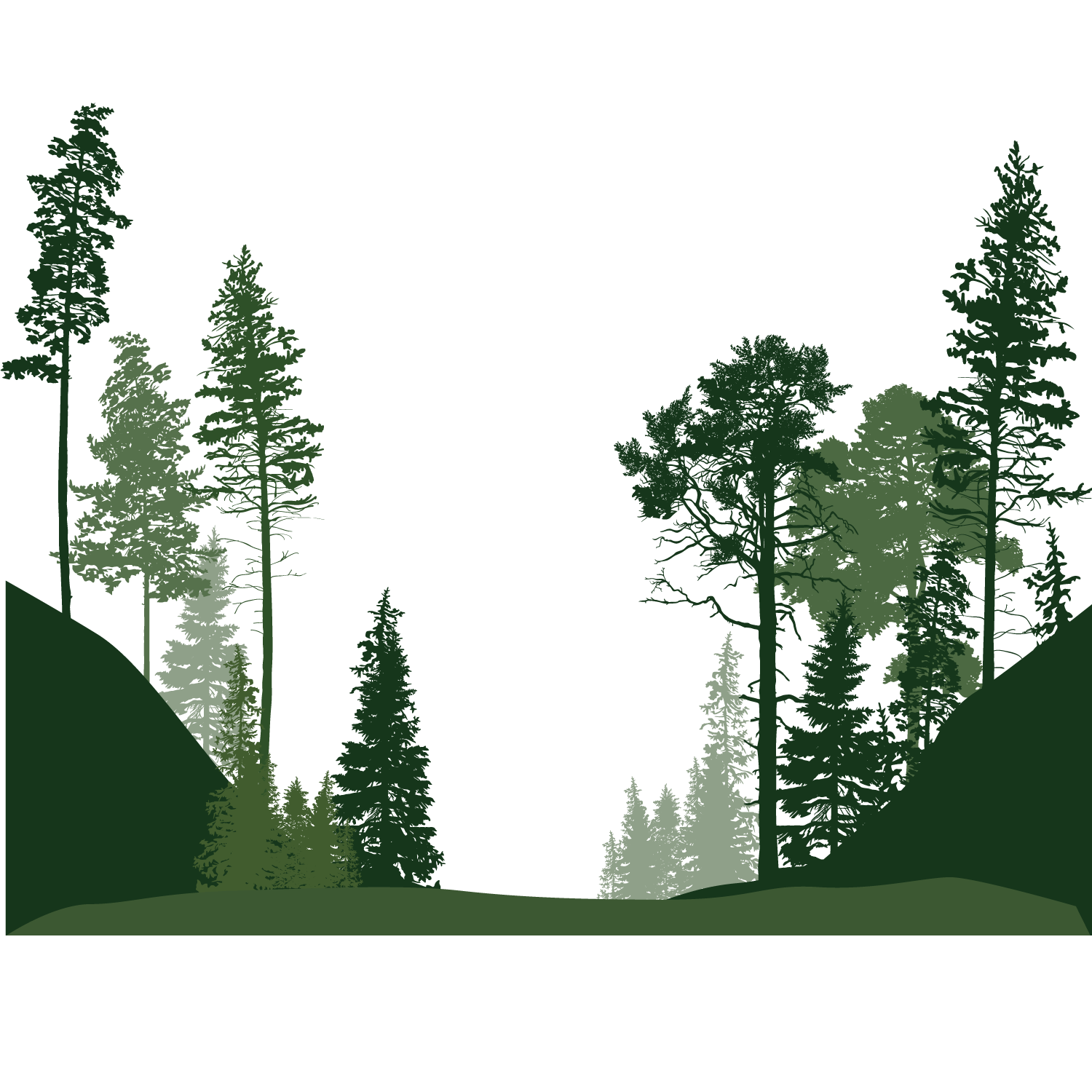 Forest PNG Pic Background