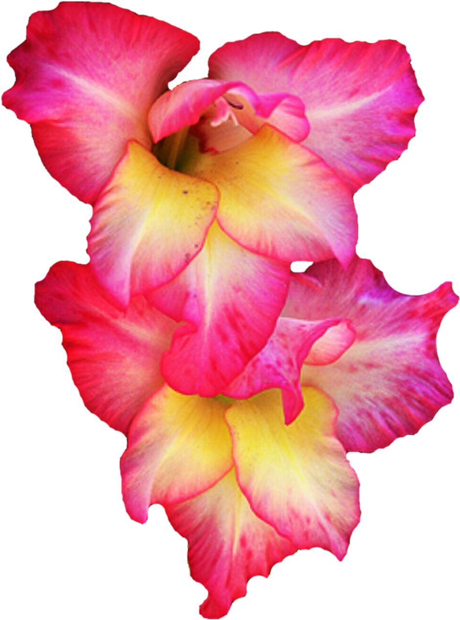 Gladiolus Background PNG Image
