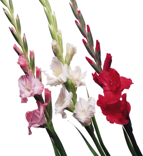 Gladiolus Background PNG