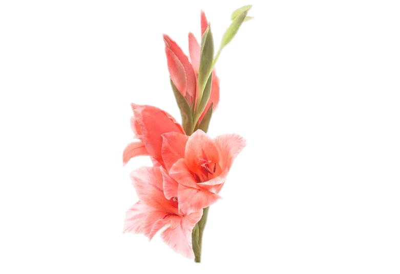 Gladiolus Free PNG