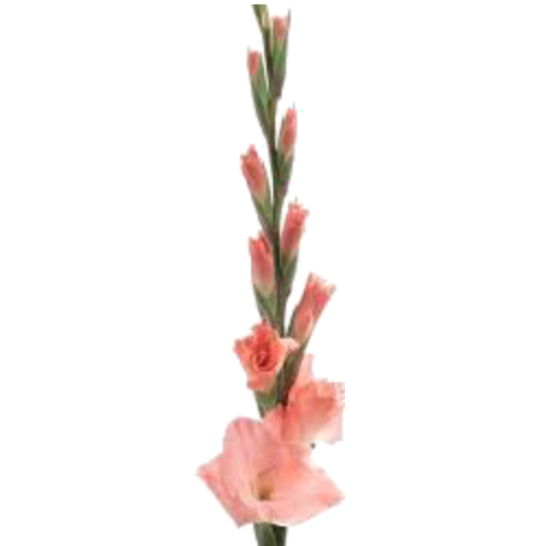 Gladiolus PNG Background