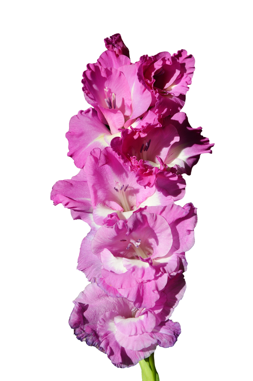 Gladiolus PNG Photo Image