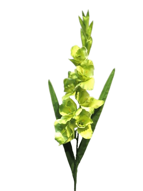 Gladiolus PNG Photos