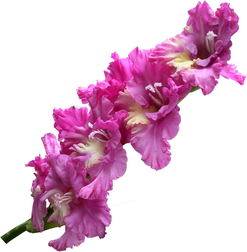 Gladiolus Transparent Free PNG