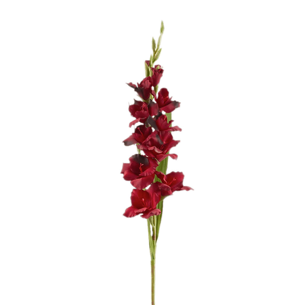 Gladiolus Transparent Image