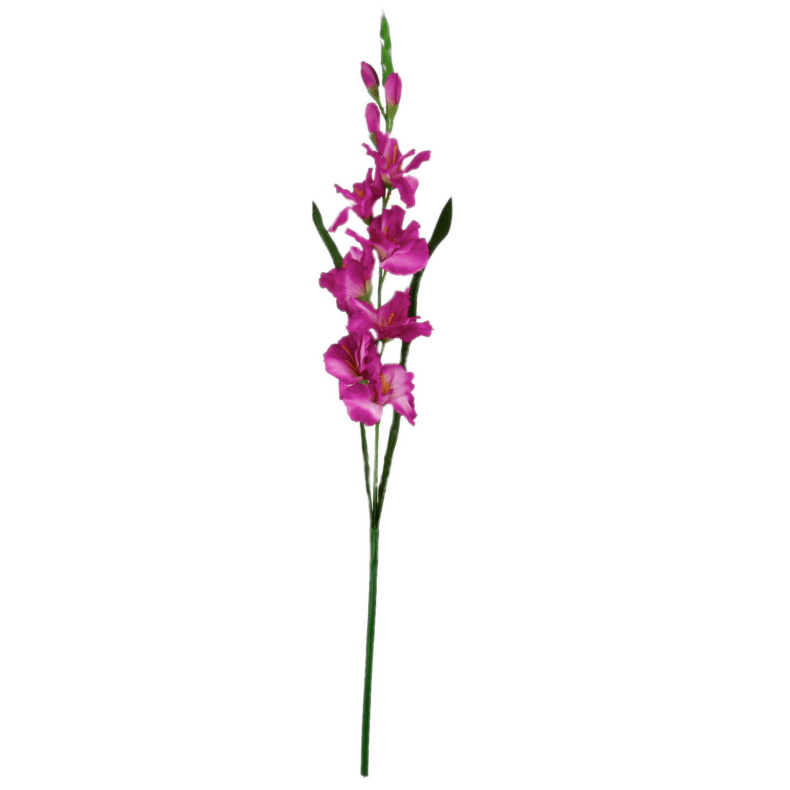 Gladiolus Transparent Images
