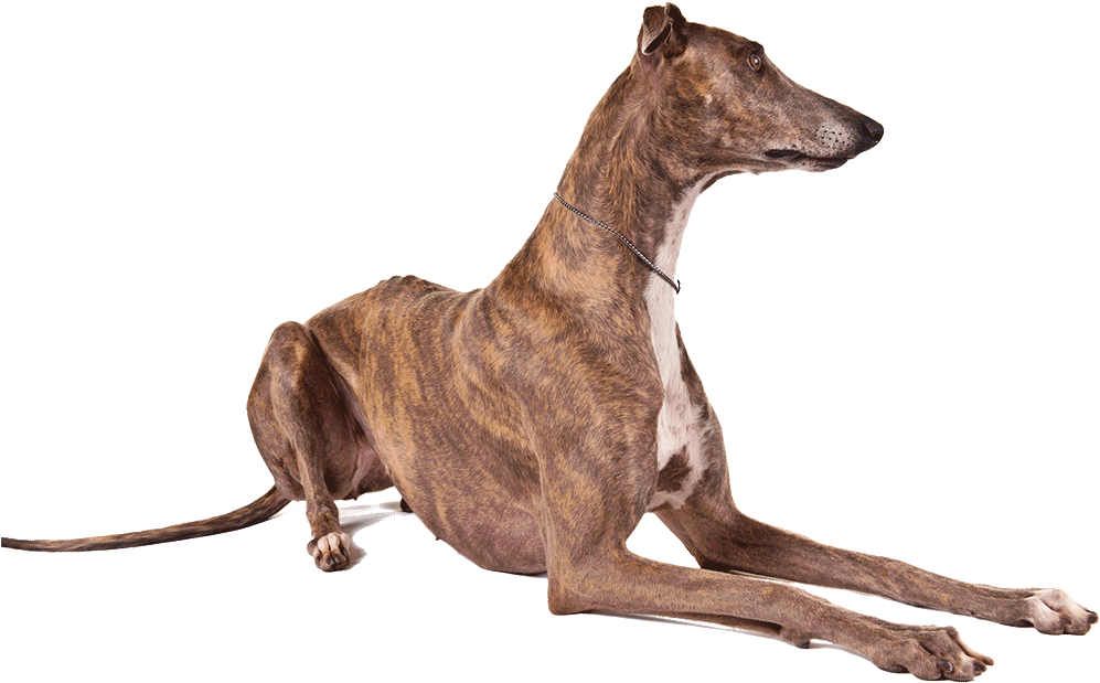 Greyhound Background PNG Image