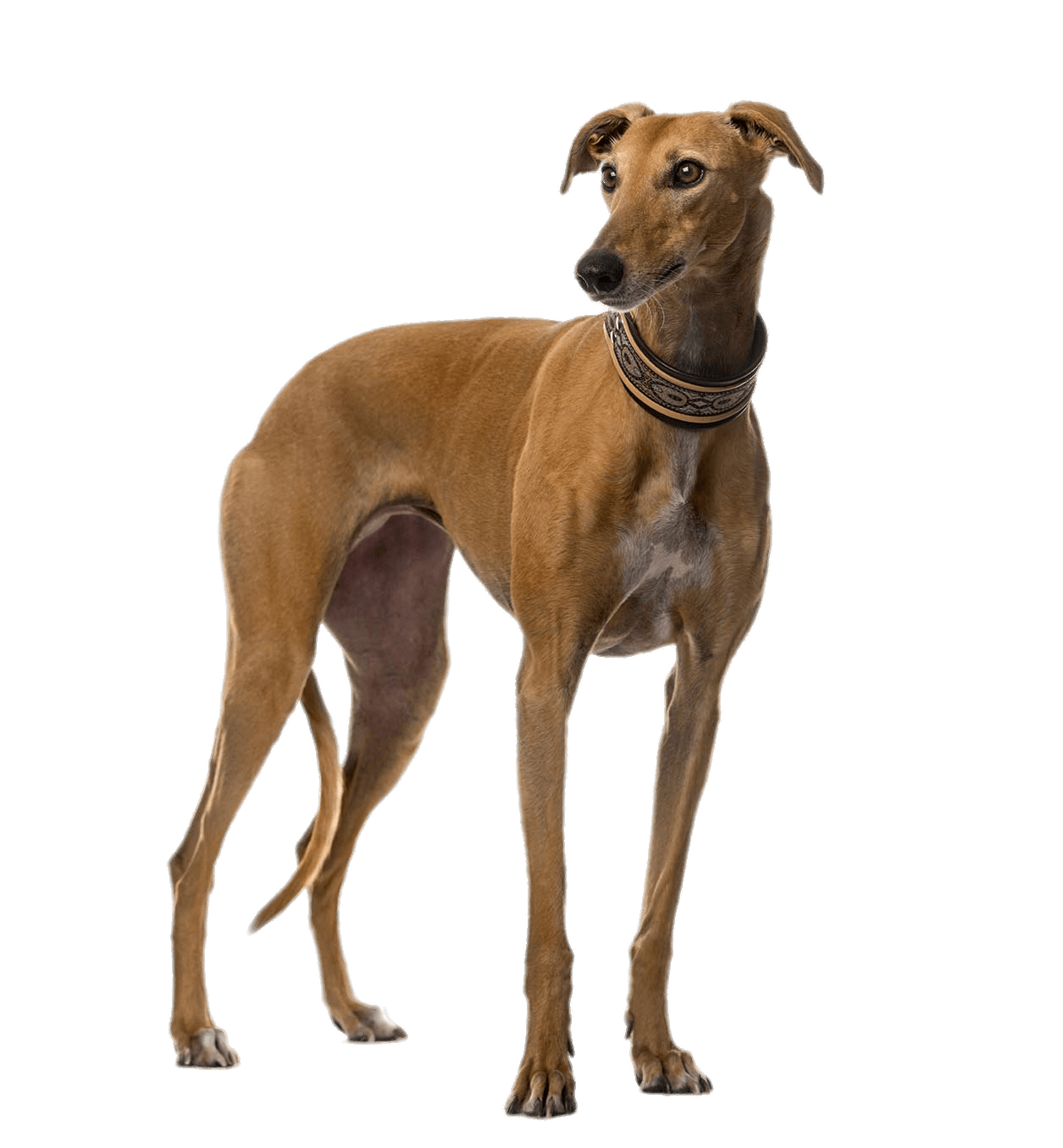 Greyhound PNG Background