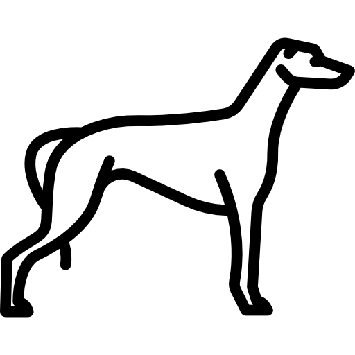 Greyhound PNG Clipart Background