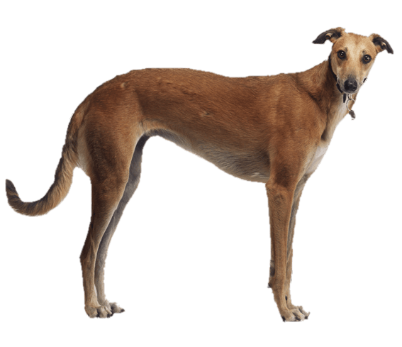 Greyhound PNG Free File Download